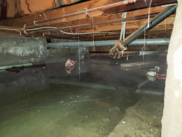 Best Water damage restoration near me  in Laie, HI